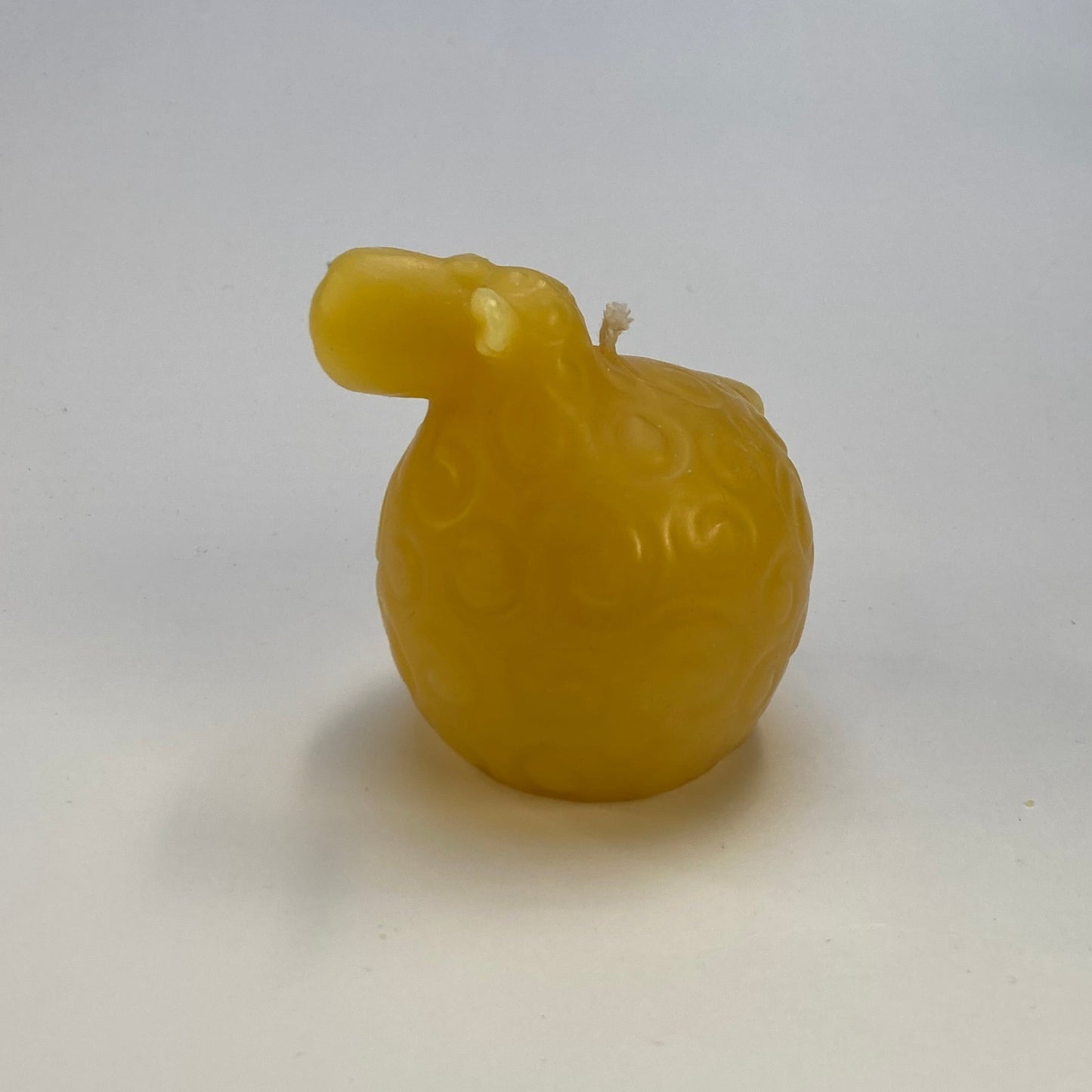 Schaap