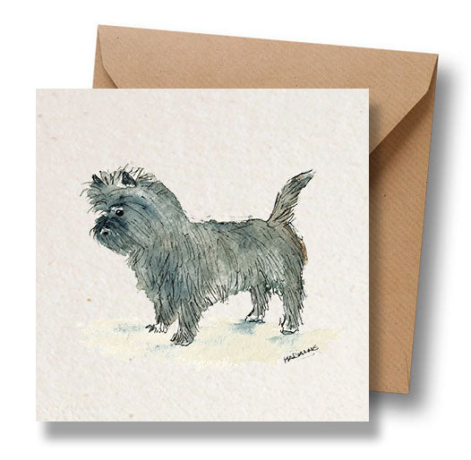 Cairn Terrier