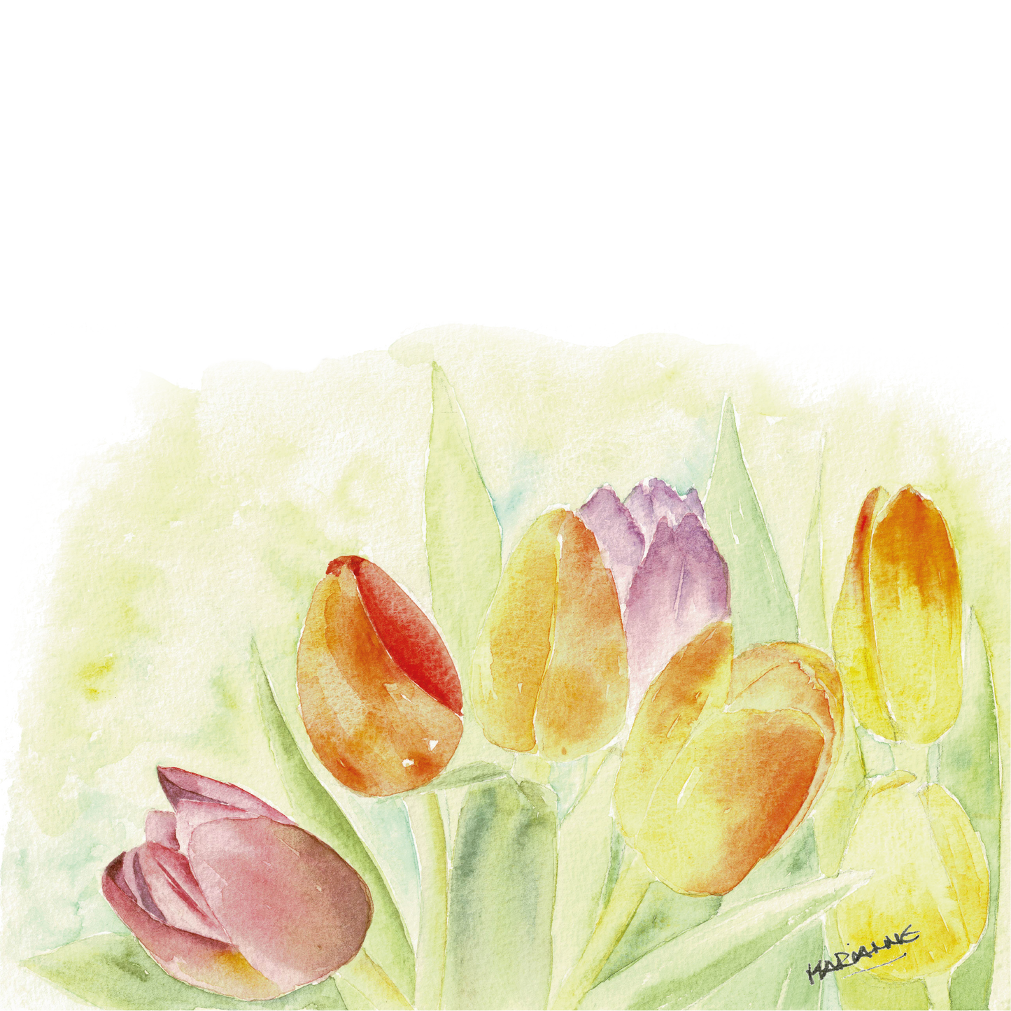 Tulpen aquarel